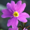 Primula John Fielding - Abriachan Nurseries